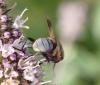 Phasia obesa